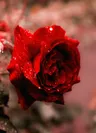 Profilbild von Flower